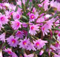 Hatiora rosea