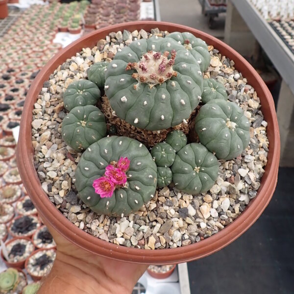 Lophophora williamsii v. jourdaniana XL
