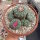 Lophophora williamsii v. jourdaniana XL