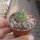 Mammillaria goodridgei