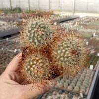 Mammillaria moelleriana
