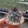 Mammillaria neoschwarzeana