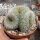 Mammillaria spec. cristata