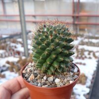 Mammillaria vagaspina f. nudum