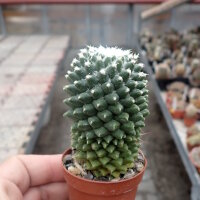 Mammillaria vagaspina f. nudum
