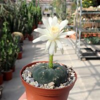 Matucana madisoniorum f. albiflora
