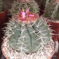 Melocactus neglectus mit Cephalium