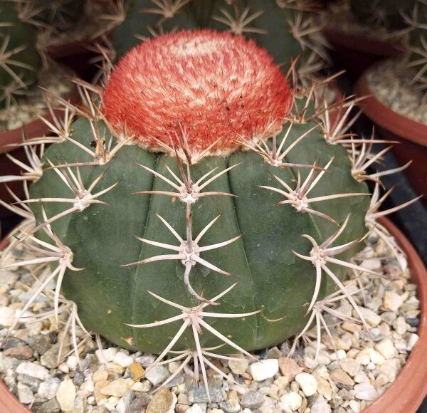 Melocactus neryi mit Cephalium