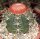 Melocactus neryi mit Cephalium