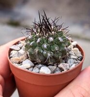 Neochilenia simulans WM 152
