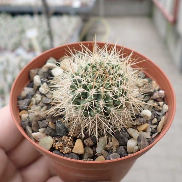 Neoporteria curvispina f. Farellones 2280 m
