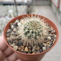 Neoporteria curvispina f. Farellones 2280 m