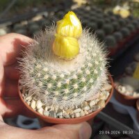 Notocactus scopa v. albispinus