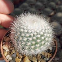 Notocactus scopa v. albispinus