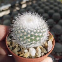 Notocactus scopa v. albispinus