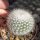 Notocactus scopa v. albispinus