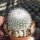 Notocactus scopa v. albispinus