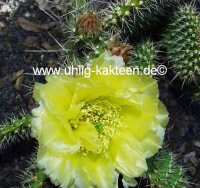 Opuntia hystricina-Hybr. cv. Memmingen (dw)