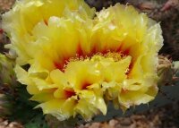 Opuntia macrocentra SB 911 Orogrande, NM, USA  (dw)