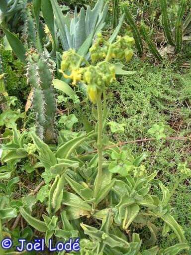 Cotyledon f. campanulata