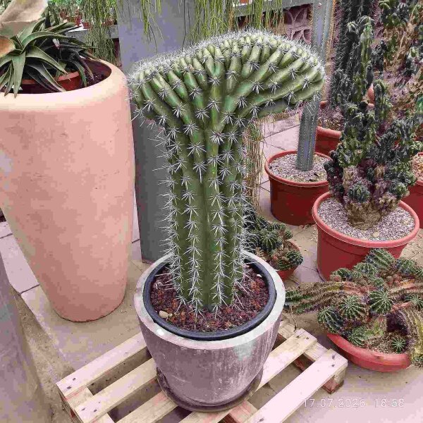 Pachycereus cristata