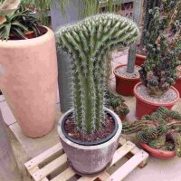 Pachycereus cristata