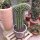 Pachycereus cristata