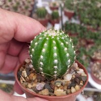 Arrojadoa bahiensis Sao Joao Del Rei