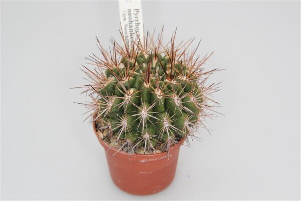 Pyrrhocactus neohankeanus var. w&auml;chst zusammen mit Cop. krainziana (syn. Neochilenia)