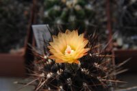 Pyrrhocactus neohankeanus var. w&auml;chst zusammen mit...