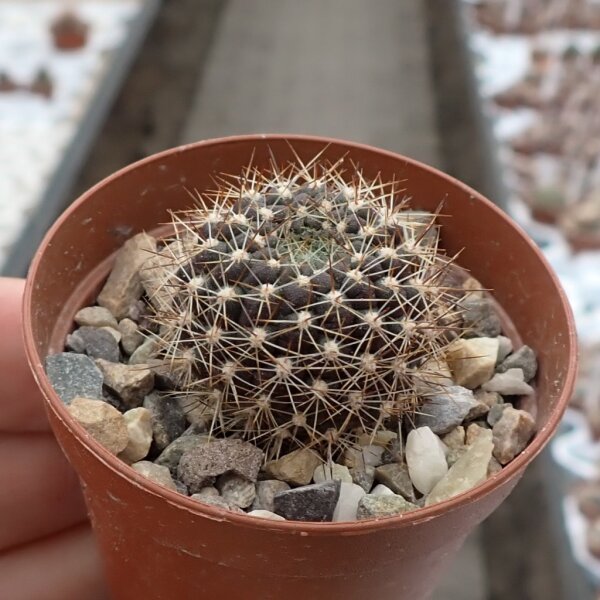 Rebutia huarinensis KK 1922