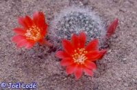 Rebutia senilis (syn. minuscula v. grandiflora)