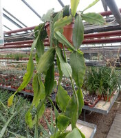 Rhipsalis elliptica
