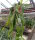 Rhipsalis elliptica