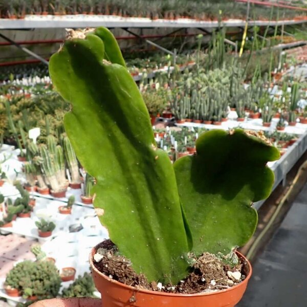 Rhipsalis pachyptera HU 844