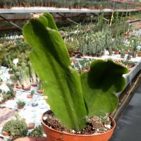Rhipsalis pachyptera HU 844