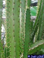 Samaipaticereus corroanus