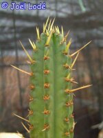 Samaipaticereus corroanus