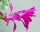 Schlumbergera-Hybr. Lena Goodfellow I