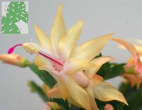 Schlumbergera-Hybr. Cambridge