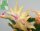 Schlumbergera-Hybr. Cambridge