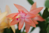 Schlumbergera-Hybr. Christmas Flame