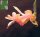 Schlumbergera-Hybr. Christmas Flame