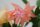 Schlumbergera-Hybr. Christmas Flame