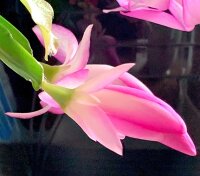 Schlumbergera-Hybr. Frau Silber