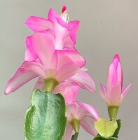Schlumbergera-Hybr. Frau Silber