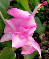 Schlumbergera-Hybr. Frau Silber