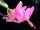 Schlumbergera-Hybr. Frau Silber