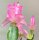 Schlumbergera-Hybr. Frau Silber