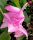 Schlumbergera-Hybr. Frau Silber